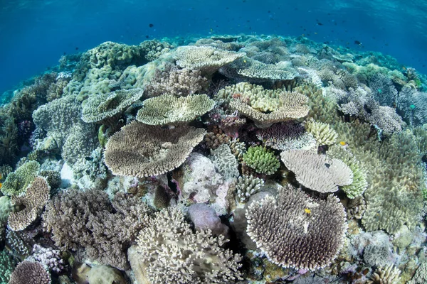 Fragile, hard corals grow on a shallow reef in Wakatobi National Park, Indonesia. Many corals, such as these small table corals, like to be where they can be exposed to bright sunlight.