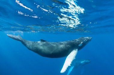 A young Humpback whale, Megaptera novaeangliae, swims in the clear blue waters of the Caribbean. Atlantic Humpbacks spend their winters in the Caribbean and the rest of the year feeding in the north. clipart