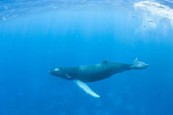 Μια Νεαρή Φάλαινα Megaptera Novaeangliae Κολυμπά Στα Καταγάλανα Νερά Της — Φωτογραφία Αρχείου