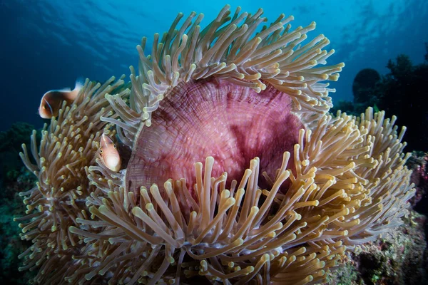 Рожеві Anemonefish Плаває Серед Щупалець Хост Anemone Риф Філіппінах Цей — стокове фото
