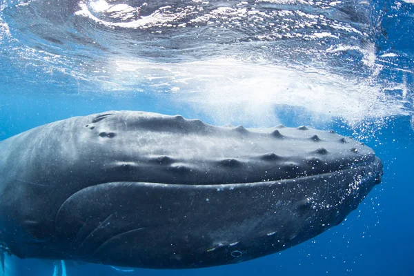 Huge Humpback Whale Megaptera Novaeangliae Swims Just Surface Clear Blue — Stock Photo, Image