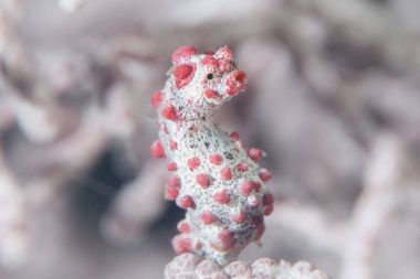 Pigme denizatı Hippocampus bargabanti, kavrayıcı kuyruğu ile bir gorgonian için clings.