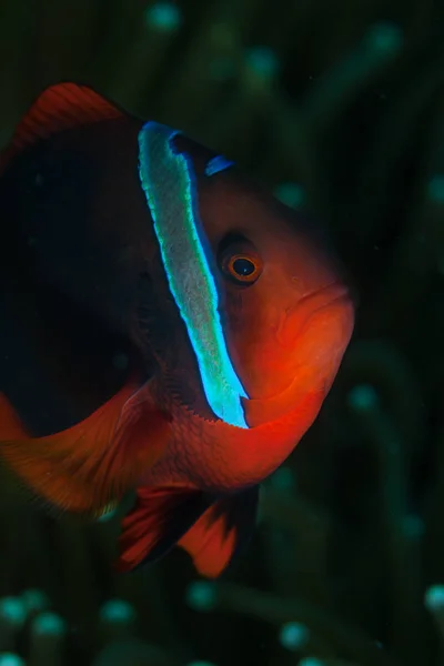 Tomato Anemonefish Swims Its Host Anemone Reef Philippines Area Part — Stock Photo, Image