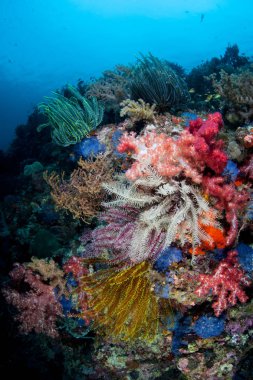 Canlı bir mercan kayalığı Cabilao Adası, Filipinler üzerinde büyür. Filipin Adaları şaşırtıcı deniz biyoçeşitliliği nedeniyle Mercan Üçgeni parçasıdır.