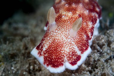Güzel bir omurgasızını, Chromodoris reticulata, zemine Cabilao Adası, Filipinler tarar. Filipin Adaları şaşırtıcı deniz biyoçeşitliliği nedeniyle Mercan Üçgeni parçasıdır.