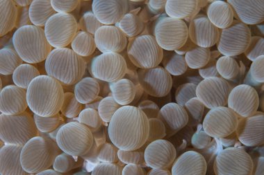 Cabilao Adası, Filipinler yakınındaki bir resif üzerinde büyüyen bir kabarcık mercan koloni özetini. Filipin Adaları şaşırtıcı deniz biyoçeşitliliği nedeniyle Mercan Üçgeni parçasıdır.