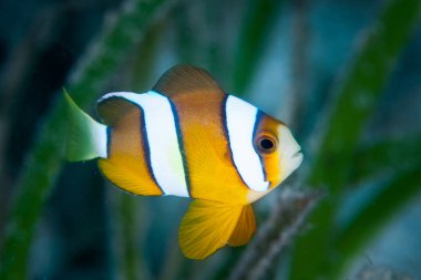 Clark'ın tehlikede, Amphiprion clarkii, onun host anemon Cabilao Adası, Filipinler üzerinde yüzüyor. Filipin Adaları şaşırtıcı deniz biyoçeşitliliği nedeniyle Mercan Üçgeni parçasıdır.