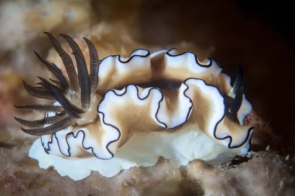 Piękny Ślimaki Nagoskrzelne Glossodoris Atromarginata Czołga Się Dnie Morza Pobliżu — Zdjęcie stockowe