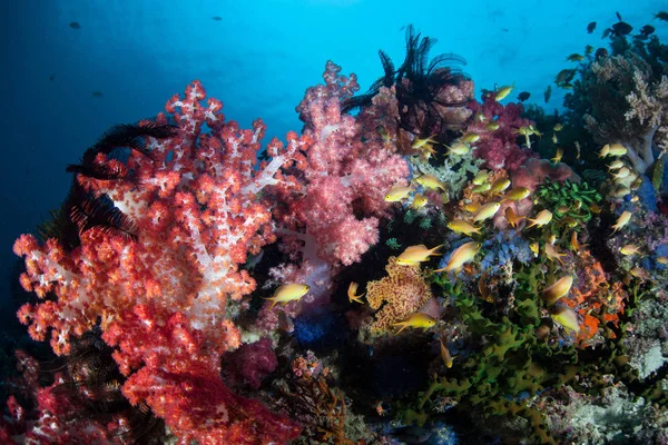 Récif Corallien Coloré Sain Prospère Sur Île Cabilao Aux Philippines — Photo
