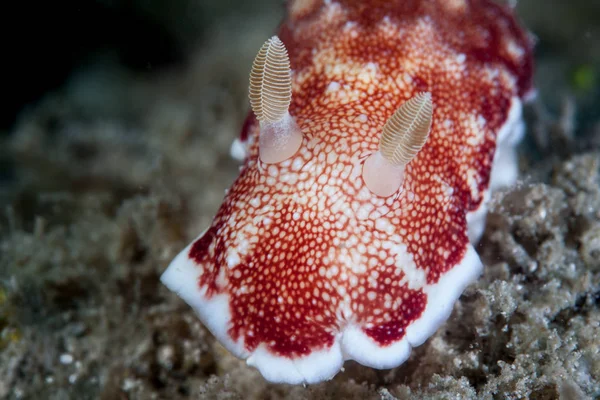 Une Belle Nudibranche Chromodoris Reticulata Rampe Sur Fond Marin Près — Photo