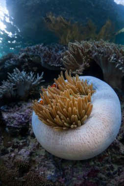 Sahte palyaço balığı, Amphiprion ocellaris, yüzme onların ana bilgisayar anemone Raja Ampat, Endonezya tentacles arasında. Bu tropikal bölge ev sahipliği olağanüstü deniz biyolojik çeşitlilik olduğunu.