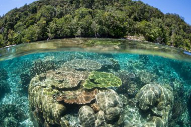 Sağlıklı resif-bina mercan Raja Ampat, Endonezya uzak bir adada yakınındaki sığ gelişirler. Bu tropikal bölge ev sahipliği olağanüstü deniz biyolojik çeşitlilik olduğunu.