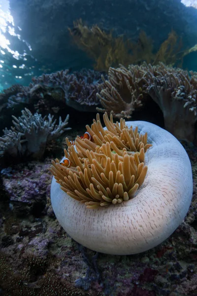 Помилкові Клоун Amphiprion Ocellaris Поплавати Серед Щупалець Хост Anemone Раджа — стокове фото