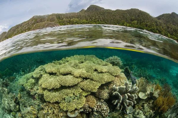 Corais Saudáveis Crescem Nas Águas Rasas Perto Uma Ilha Remota — Fotografia de Stock