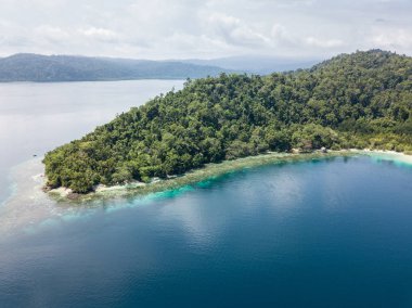 Raja Ampat, Endonezya yağmur ormanları ile kaplı bir ada kenarı boyunca güzel bir mercan kayalığı büyür. Bu uzak bölgede inanılmaz deniz biyoçeşitliliği için ünlüdür.