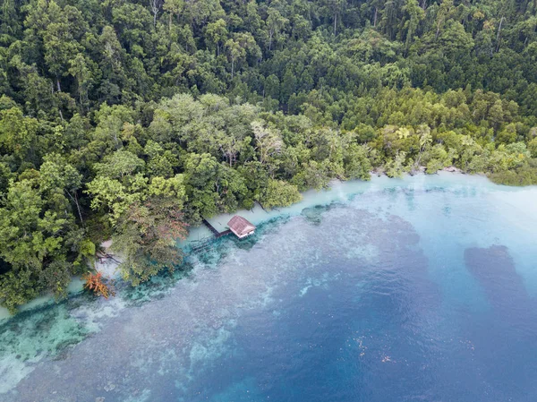 Healthy Coral Reef Grows Edge Rainforest Covered Island Raja Ampat — Stock Photo, Image