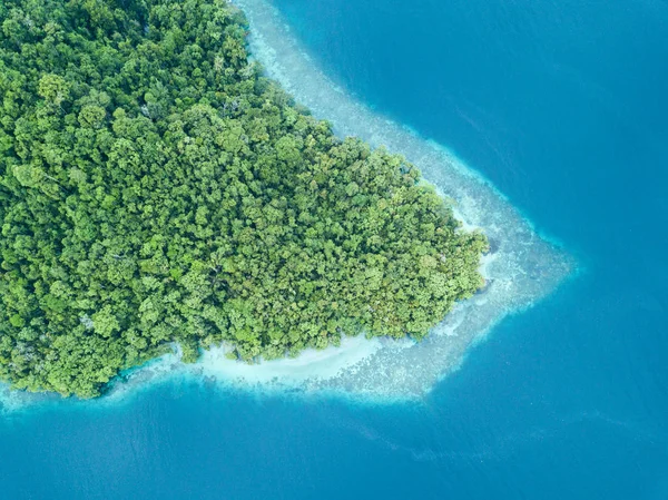 Ampat 인도네시아에서 열대우림 가장자리를 랍니다 지역에는 그것의 놀라운 다양성에 — 스톡 사진
