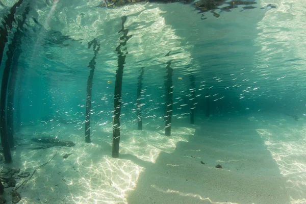 Silversides Gevşek Bir Sürüsü Raja Ampat Endonezya Bir Iskele Gölgeler — Stok fotoğraf