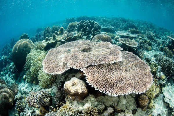 Table Corals Grow Shallow Healthy Reef Raja Ampat Indonesia Remote — Stock Photo, Image