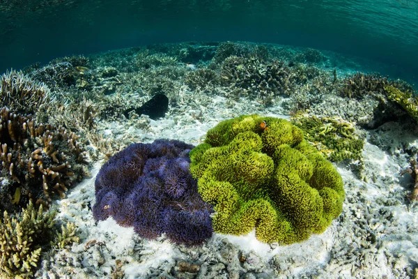 在印尼的 Ampat 有活力的海葵生长在浅礁扁 这个偏远地区以其令人难以置信的海洋生物多样性而闻名 — 图库照片