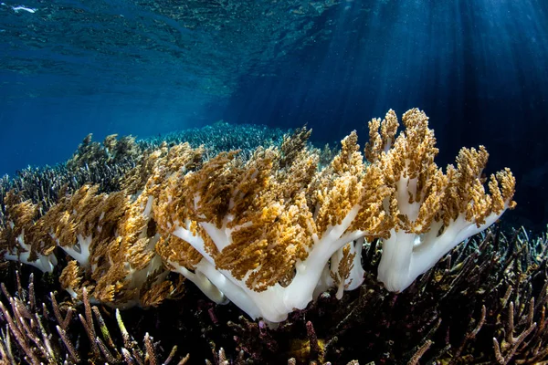 Soft Corals Grow Edge Tropical Island Raja Ampat Indonesia Remote — Stock Photo, Image