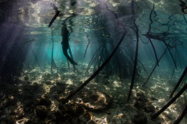 Raja Ampat, Endonezya mangrov ormanda sualtı gölgeler içine güneş ışığı parlıyor. Bu uzak, tropikal bölge inanılmaz deniz biyoçeşitliliği için ünlüdür.