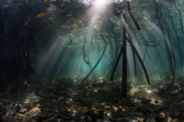 Luz Del Sol Brilla Las Sombras Submarinas Bosque Manglares Raja —  Fotos de Stock