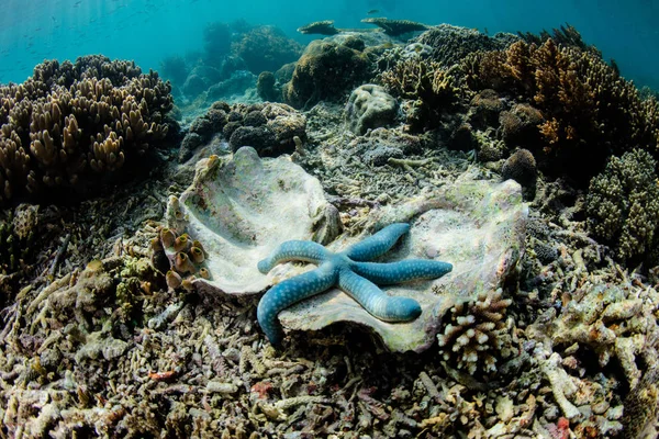 青い海の星 Linkia ホウライカガミしがみつく Raja Ampat インドネシアの空の蛤 このリモートの熱帯地域は 信じられないほどの海洋生物多様性のために有名 — ストック写真