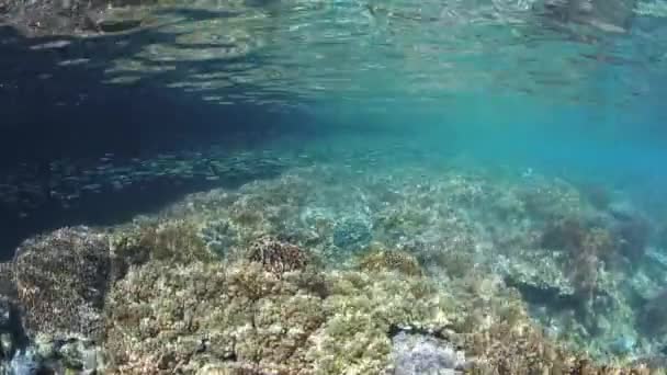 얕은 암초 위로 Silversides 학교 수영 — 비디오