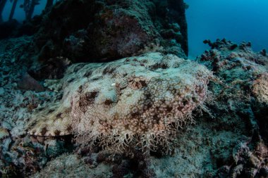 A well-camouflaged Tasseled wobbegong, Eucrossorhinus dasypogon, lies on a rubble slope in Raja Ampat, Indonesia. This remote, tropical region is famous for its incredible marine biodiversity. clipart