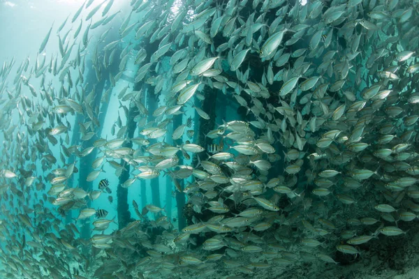 A school of Yellowstripe scad swim under a jetty in Alyui Bay, Raja Ampat, Indonesia. These fish school together for protection, spawning purposes, and hydrodynamic benefits.