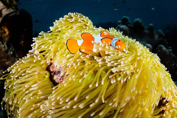 Ocellaris Ampat 인도네시아에 산호초에는 호스트 사이에서 아무것도 Anemonefish는이 Biodiverse 지역에 — 스톡 사진
