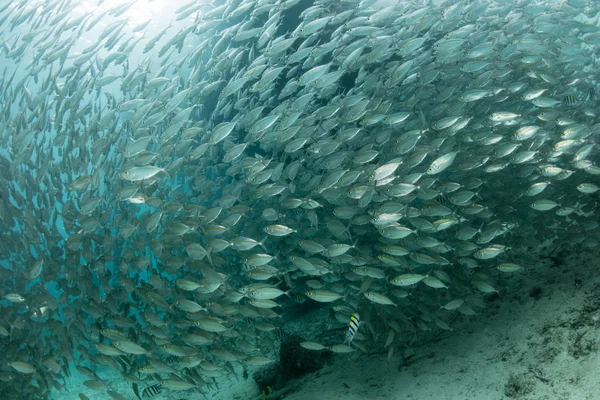 A school of Yellowstripe scad swim under a jetty in Alyui Bay, Raja Ampat, Indonesia. These fish school together for protection, spawning purposes, and hydrodynamic benefits.