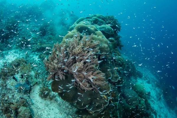 Bright Fish Swim Current Soft Corals Reef Slope Raja Ampat — Stock Photo, Image