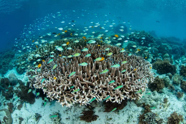 Las Damiselas Color Verde Azulado Nadan Por Encima Corales Frágiles —  Fotos de Stock