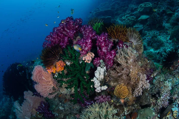 印度尼西亚 Ampat 的珊瑚礁斜坡上生长着软珊瑚和其他无脊椎动物 这个偏远的热带地区以其令人难以置信的海洋生物多样性而闻名 — 图库照片