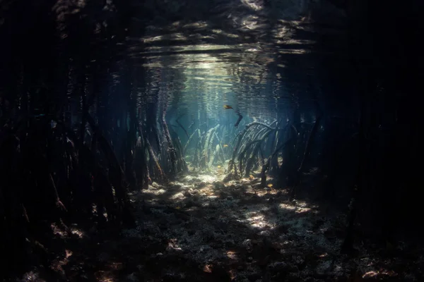 Solljus Som Lyser Underwater Skuggorna Mangroveskog Raja Ampat Indonesien Denna — Stockfoto