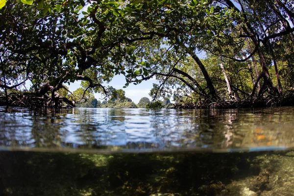 Tät Mangroveskog Växer Längs Kanten Kalksten Öar Wayag Raja Ampat — Stockfoto