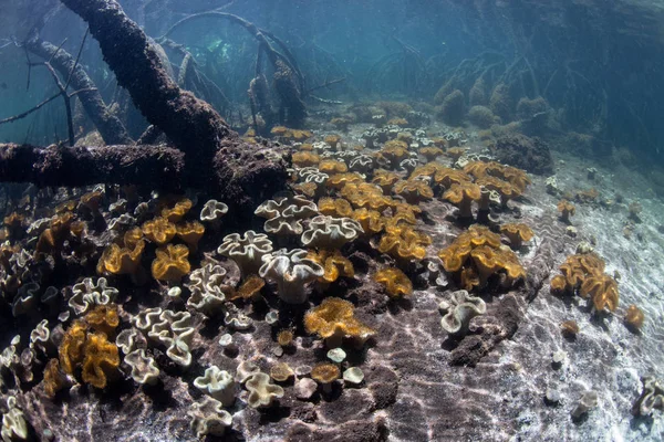Mjuka Koraller Växer Havsbotten Mangroveskog Raja Ampat Indonesien Denna Fjärrkontroll — Stockfoto