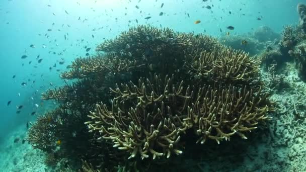 Kırılgan mercan ve Raja Ampat balık — Stok video