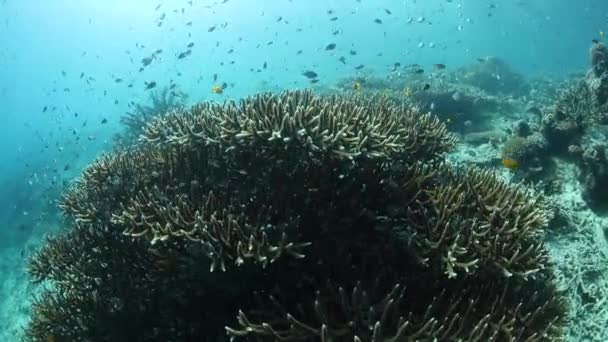 Křehké korály a houfy ryb v Raja Ampat — Stock video