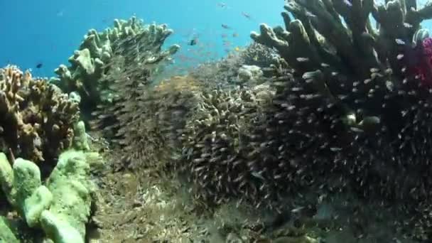 Fischschwärme in raja ampat — Stockvideo