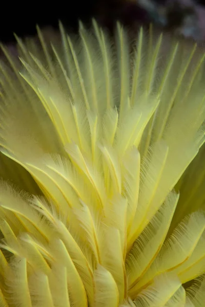 Ampat 的一个健康的珊瑚礁上生长着一只黄色的羽毛除尘器蠕虫 这个偏远的热带地区以其令人难以置信的海洋生物多样性而闻名 — 图库照片