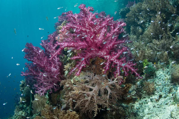 Pulzující Měkké Korály Rostou Svahu Krásný Útes Raja Ampat Indonésie — Stock fotografie