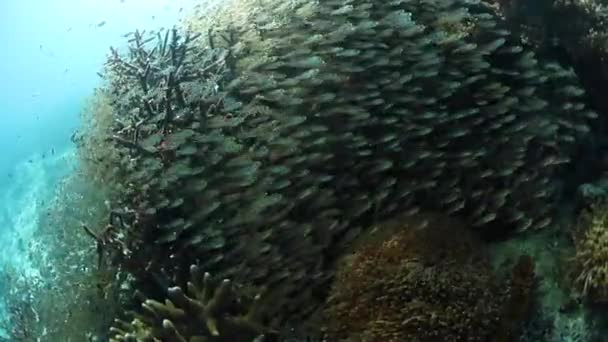 Escola de pinças no recife em Raja Ampat — Vídeo de Stock