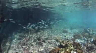 Mavi su mangrov ormanın kenarında balık okul