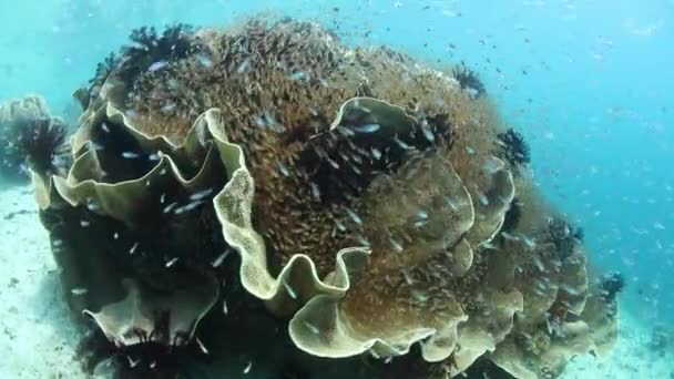 在 Ampat 健康的珊瑚礁上学鱼 — 图库视频影像