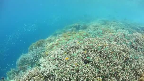 Цветущий коралловый риф в тропической части Тихого океана — стоковое видео