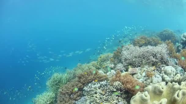 Ζωντανό κοραλλιογενή ύφαλο στο Coral τρίγωνο — Αρχείο Βίντεο