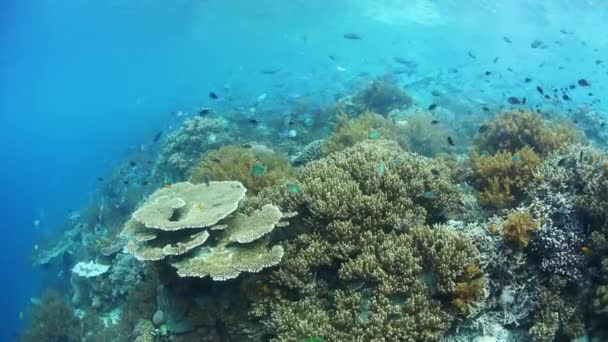 Zdrowej rafy koralowej w Raja Ampat — Wideo stockowe